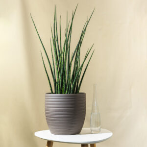 Sanseverija ‘Cylindrica’ - Sansevieria cylindrica / Dracaena angolensis