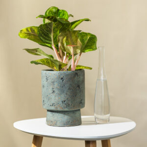 Aglaonema - Aglaonema 'Apple Green'