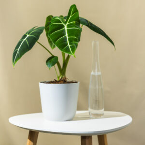 Alokasija - Alocasia 'Micholitziana' Frydek