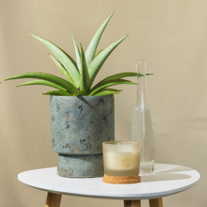 Svekrvin jezik - Sansevieria Comet Pastel