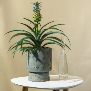 Ananas - Ananas 'Comosus'