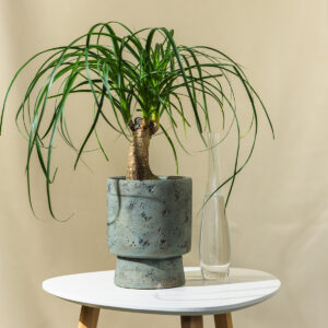 Slonova noga - Beaucarnea 'Recurvata'