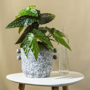 Begonija - Begonia 'Maculata'