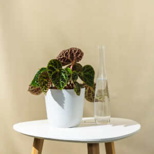 Begonija - Begonia Ferox