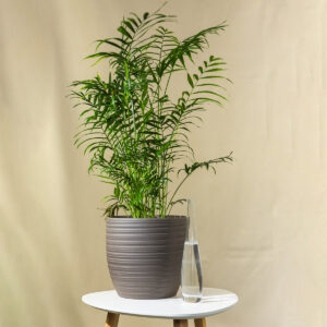 Sobna Palma - Chamaedorea 'Elegans'