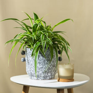 Zeleni Ljiljan/Spider plant - Chlorophytum com. Ocean