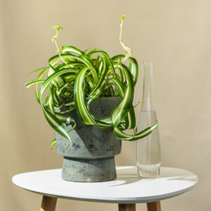 Zeleni Ljiljan/Spider Plant - Chlorophytum com. Bonnie