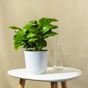 Biljka Kave - Coffea 'Arabica'