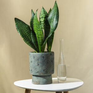 Svekrvin jezik - Snake plant/ Sansevieria zeylanica