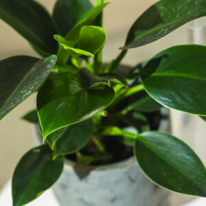 Filodendron - Philodendron Green Princess