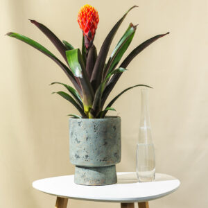 Guzmanija - Guzmania Tala