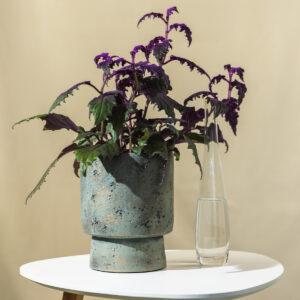 Ginura - Gynura Purple Passion