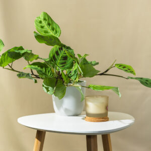 Maranta - Maranta leuc. Fascinator Lemon Lime