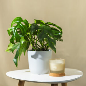 Monstera - Monstera 'Minima'