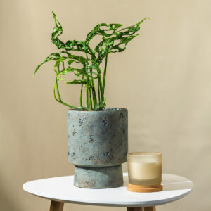 Monstera - Monstera obliqua Peru