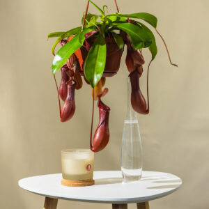 Tropski Vrčevac - Monkey Jar - Nepenthes