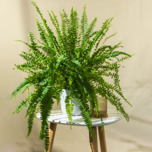 Paprat - Nephrolepis 'Green lady'