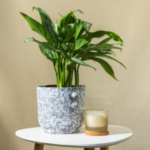 Aglaonema - Aglaonema 'Ivory'