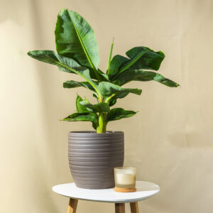 Sobna banana - Musa dwarf Cavendish