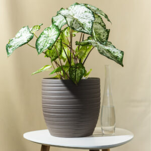 Kaladij - Caladium White