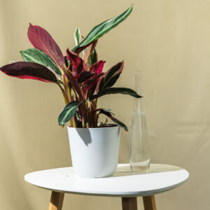 Kalateja - Calathea Triostar