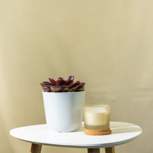 Eševerija - Echeveria Red Ruby