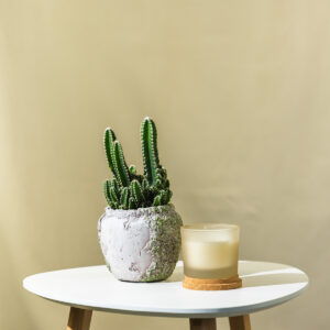 Kaktus - Cereus Peruvianus Florida