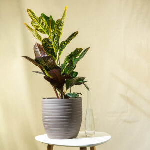 Kroton - Codiaeum variegatum