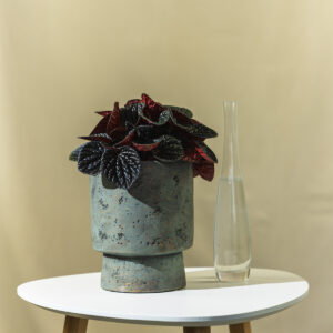 Peperomija - Peperomia Chocolat