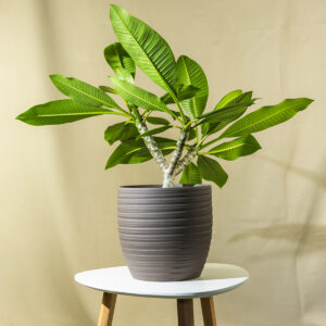 Plumerija – Plumeria alba