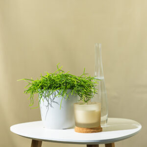 Ripsalis – Rhipsalis baccifera Oasis