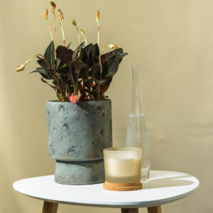 Ludisija - Ludisia discolor