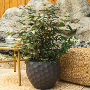 Udika - Viburnum davidii