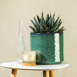 Kraljevska agava – Agave victoriae reginae