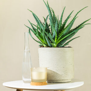 Aloe - Aloe arborescens