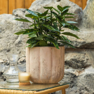 Pjegavi lovor – Aucuba japonica 'Crotonifolia'