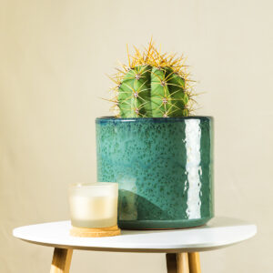 Zlatni kaktus – Echinocactus grusonii