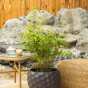 Bambus – Fargesia rufa