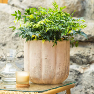 Nebaski bambus - Nandina dom. 'Lemon and Lime'