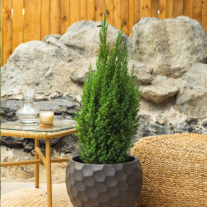 Borovica – Juniperus chinensis 'Stricta'