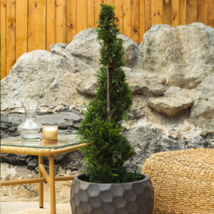 Leylandov čempres - Cupressocyparis leylandii