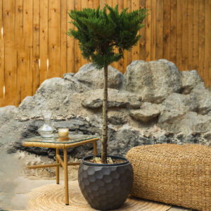 Borovica – Juniperus sabina