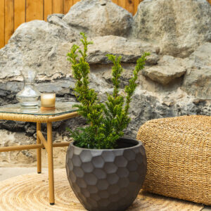 Zlatna tisa – Taxus baccata 'Semperaurea' (m)