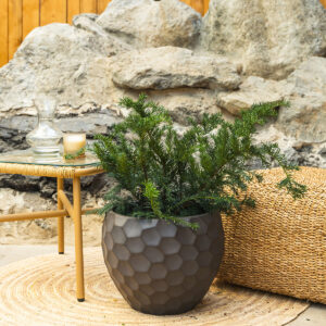 Puzeća tisa - Taxus baccata 'Repandens'