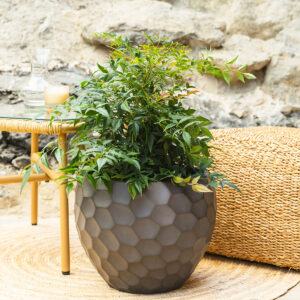 Nebeski bambus - Nandina domestica