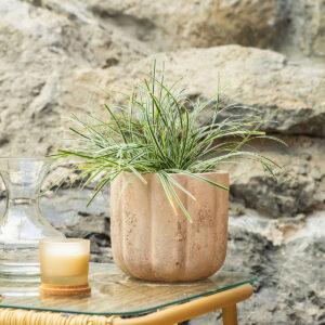 Carex (šaš) – Carex morrowii 'Ice Dance'