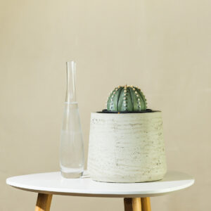 Biskupska kapa – Astrophytum myriostigma