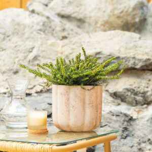 Crnjuša - Erica × darleyensis