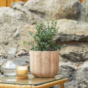 Eukaliptus – Eucalyptus gunnii