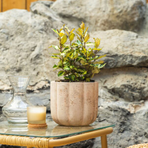 Srebrna dafina/srebrna maslina – Elaeagnus x ebbingei 'Gilt Edge'